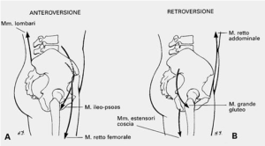 anatomia